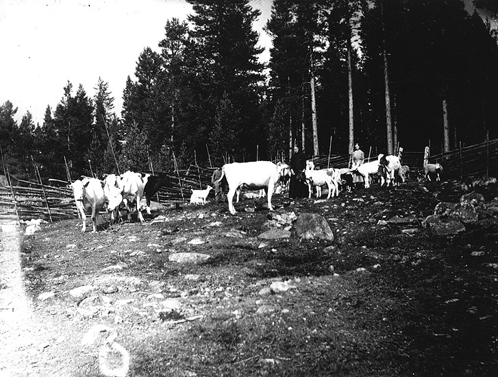 Arksjö fäbodar. Kohage, 1920.