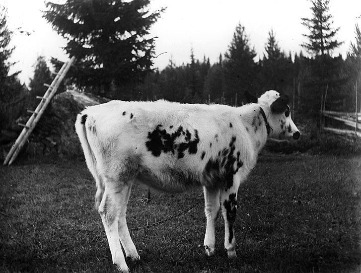 Vilhelm Olofssons kalv. Bilden är tagen 1921 på...