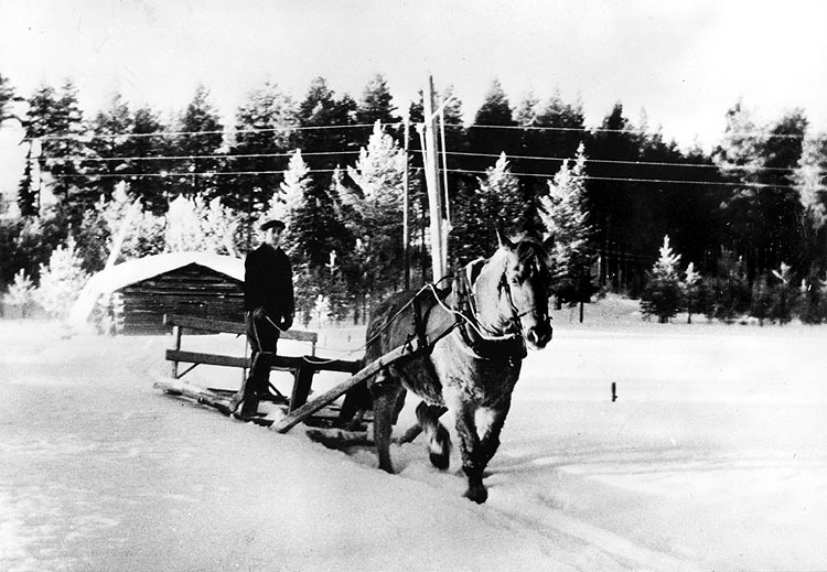 Gustav Larsson vid timmerkörslor i Almsele, 194...