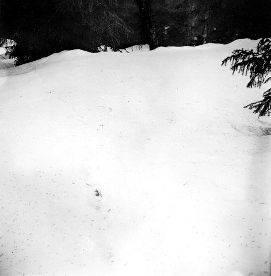 Här går spåret över det vita snötäcket, 1947.