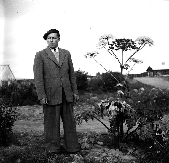 Rektor Ola Olsson, Malgomajskolan, Laxbäcken 1952.