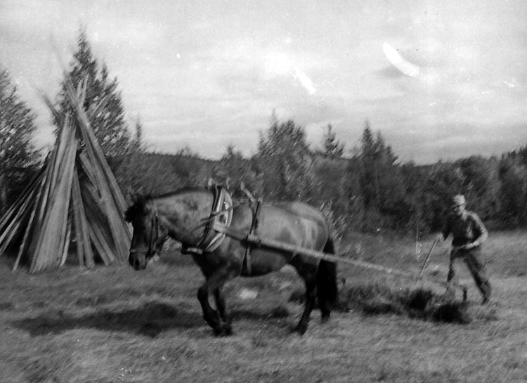 Höskörd på Edor Perssons gård år cirka 1950.