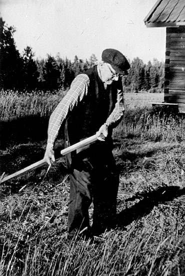Arthur Edström, 90 år, i slåtterarbete. 1968.