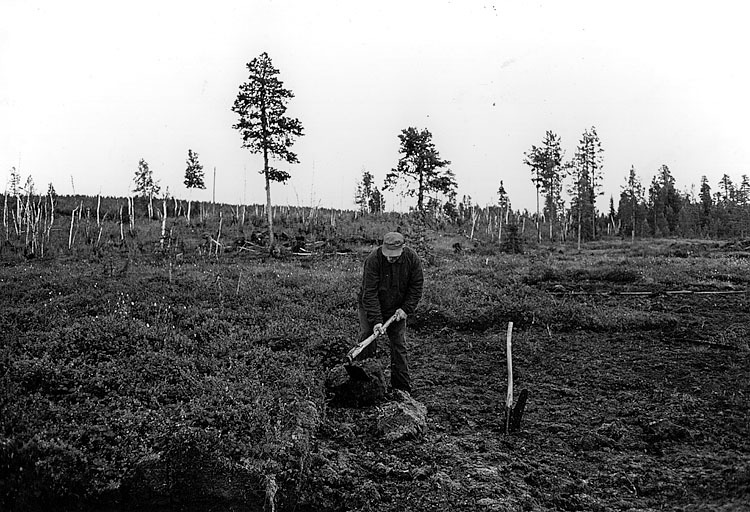Alvar Eliasson tar upp torv.