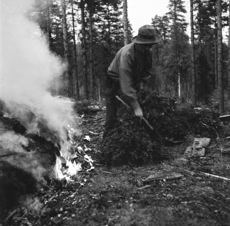 Tjärdalen tändes norr om Åmsele 1936