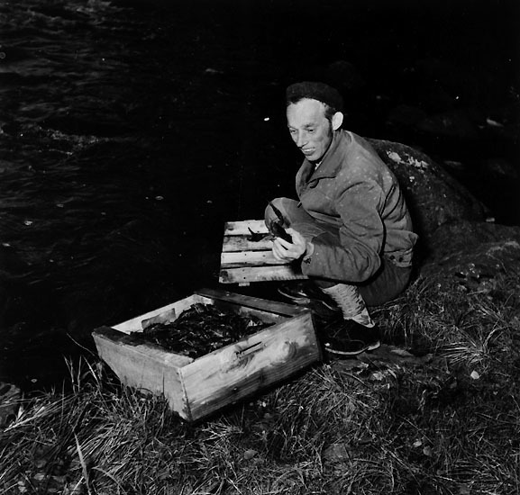 Första kräftinplanteringen i Bäskån, 1954. Fisk...