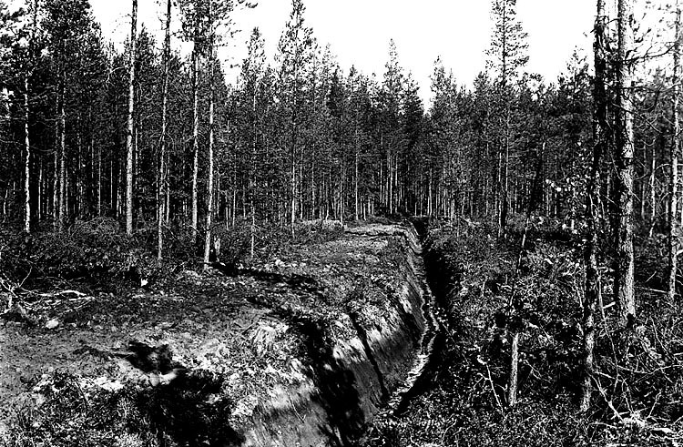 Dessa skogsbilder är tagna av Mauritz Engman un...