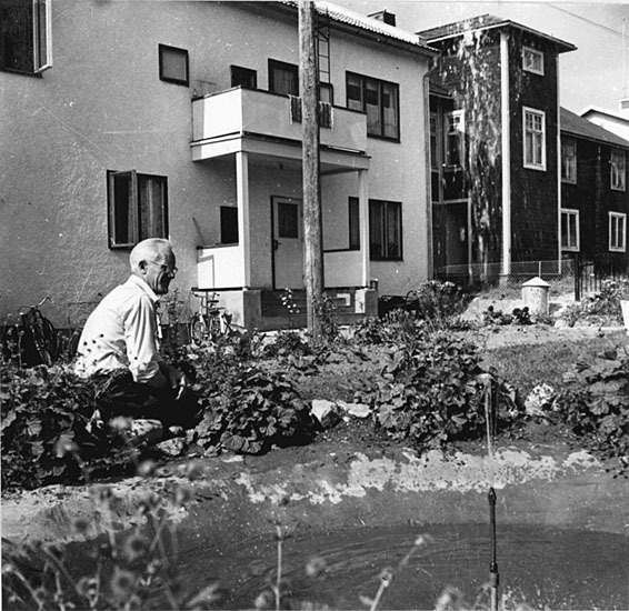Kamrer Karl Gavelin i sin trädgård,1951.