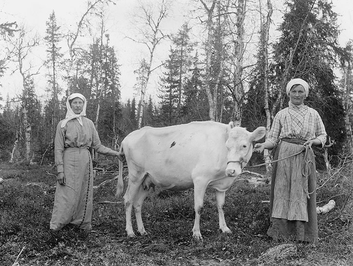 Elin Österberg, Sofia Harr och en ko.