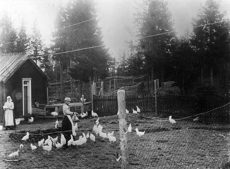 Utfodring av fjäderfä, omkring 1905.