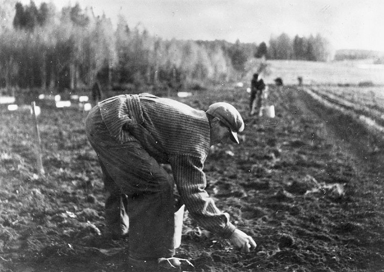 Potatisupptagning på  1940-talet.
