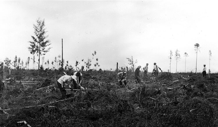 Skogsplantering 1950-talet.