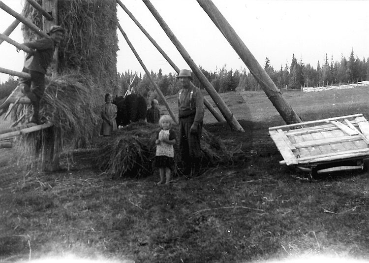 Hässing av korn 1944 hos Jonas Persson. Uppklät...