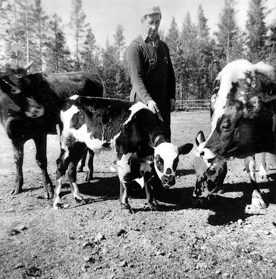 Gustav Larsson tillsammans med djuren 1960.