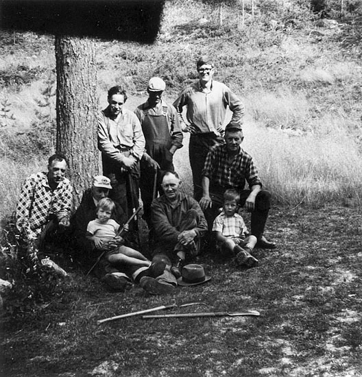 Ungskogsröjning i Rickleå år 1966.