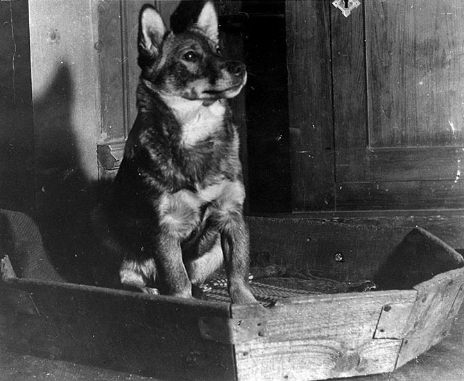 Familjen Grapengiessers hund Tusse 1915.