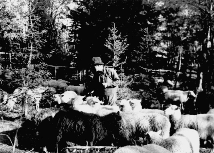 Från fårsambetet på Blaikfjället 1947. Aron Per...