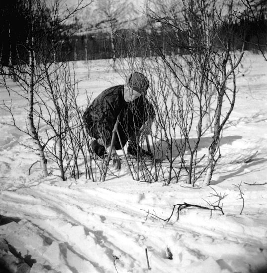 Näslund. Snart är haget färdigt, 1944.
