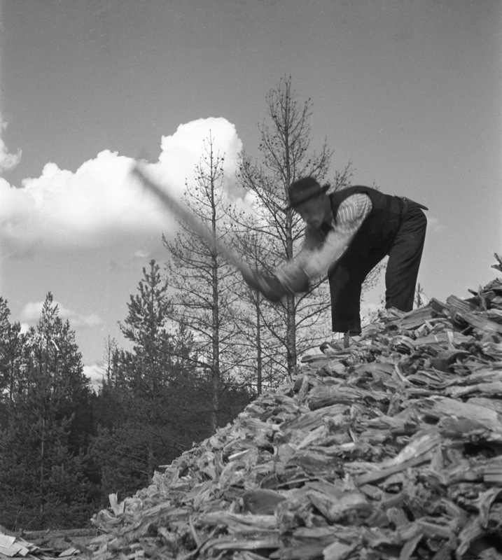 Stubbrytning, Forsbacka, Åmsele 1936