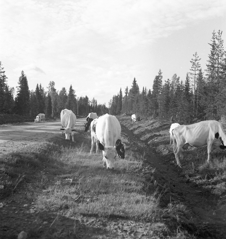 Kor på vägen mellan Gafsele-Åsele 1936
