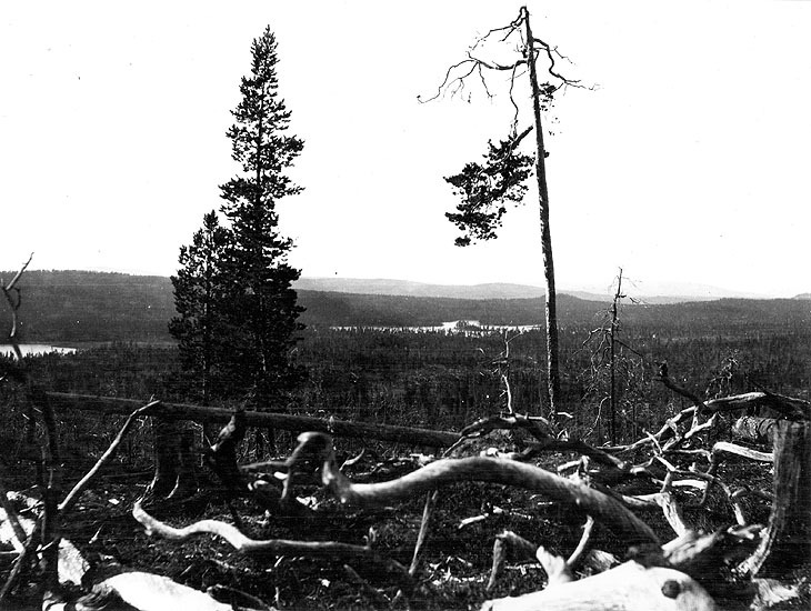 Svergoberget efter skogsbranden 1901?