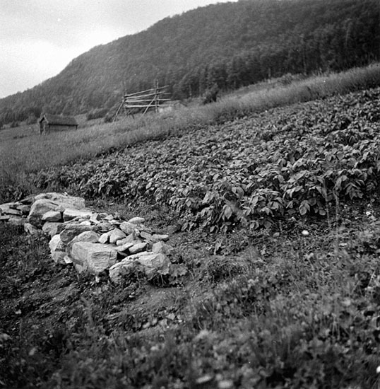 Potatisland med stenröse i Stornäs, 1940.