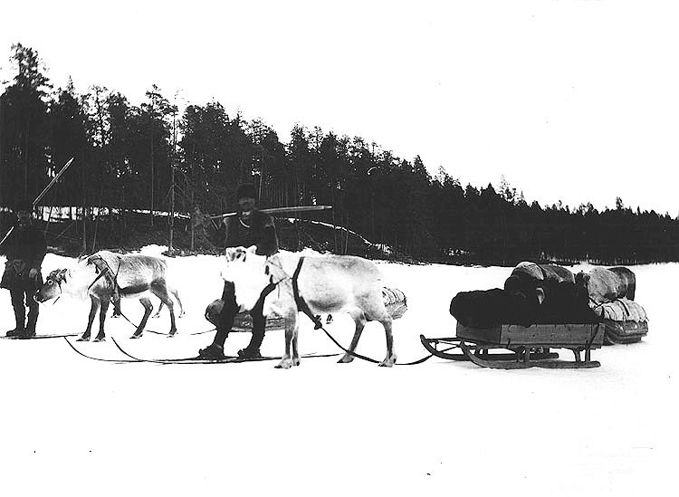 Trossen 1906 på Juktån.