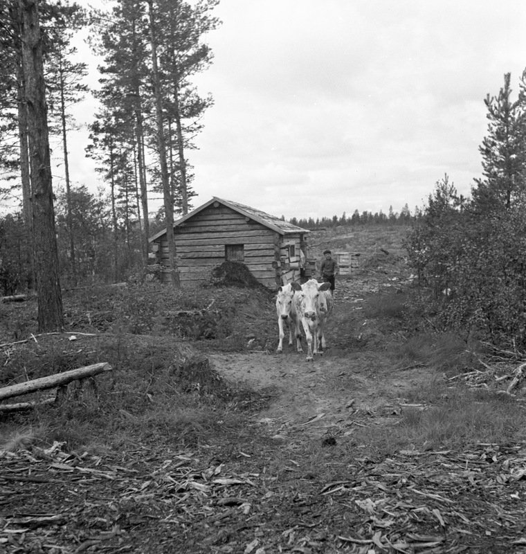 Vid sommarladugården norr om Åmsele 1936