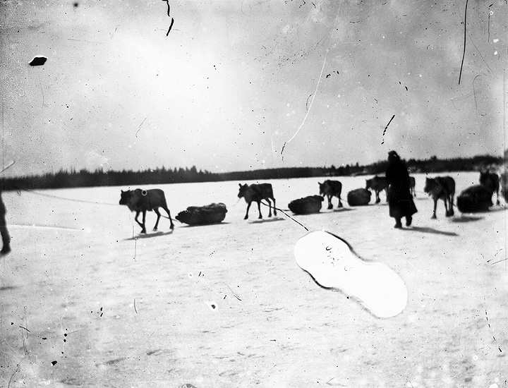 Samerajd på Arksjön före 1920.