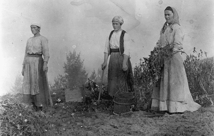 Potatisupptagning i Norra Örnäs år 1919, på Ant...