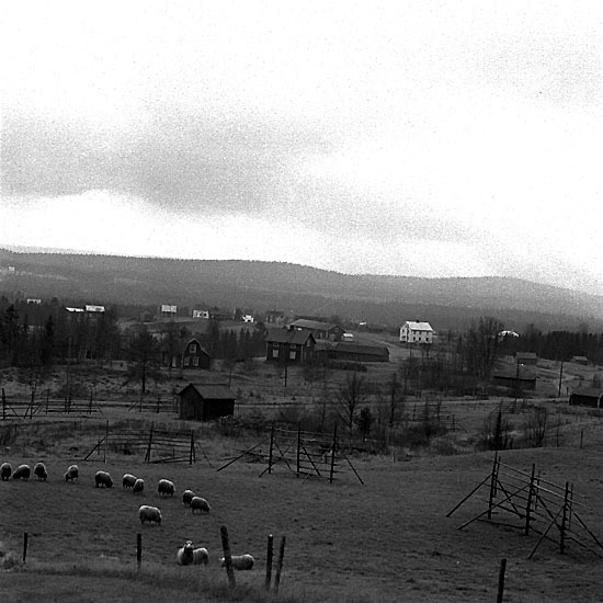 Höst i Järvsjö, 1962. Bilden tagen från Ante Ge...