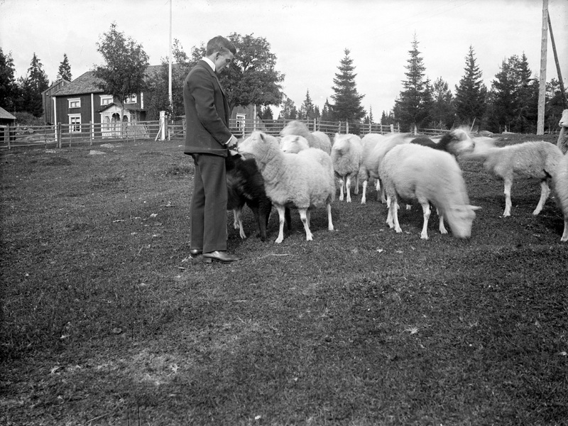 Edvin Norman med fåren