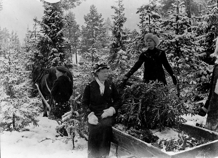 I skogen efter julgran, Robertsfors, 1914.