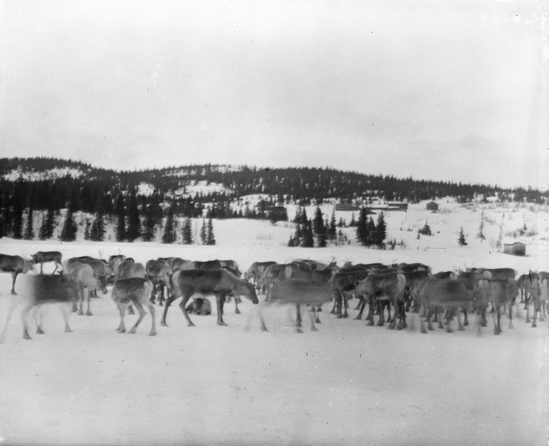 Renar på Gardsjön vid höstflyttning 1935