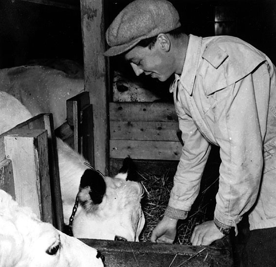Arne Kjellgren skötte 1951 djuren på ett försök...