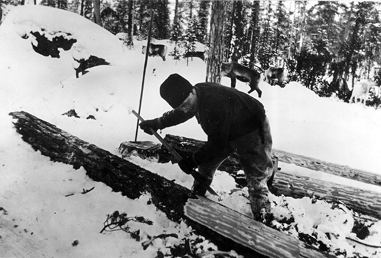 Hjalmar Bjurén barkar timmer år 1935.