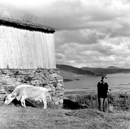Utsikt från Klimpfjäll, 1958.