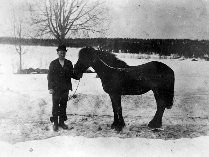 Mauritz Andersson med en häst. Kortet sänt som ...