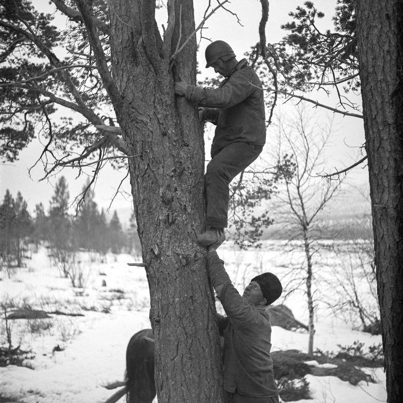 Ragnvald Strömgren klättrar i träd. Karl Erik G...