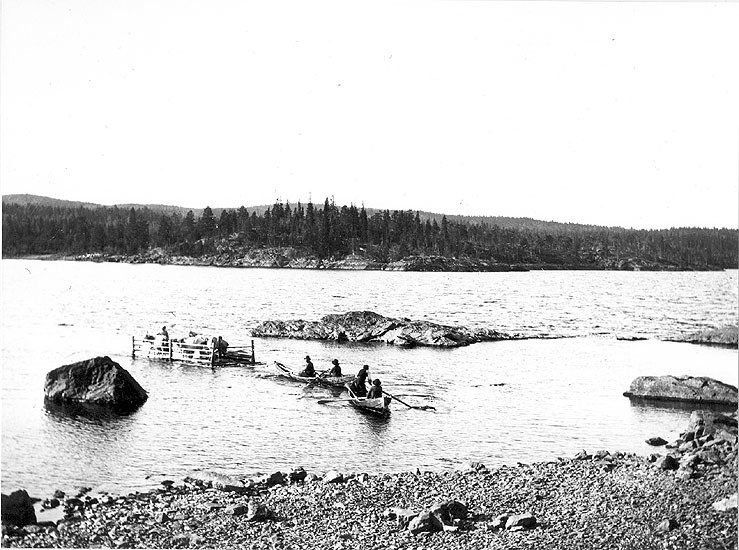 Kor flottas över Pauträsket vid Bergnäs.