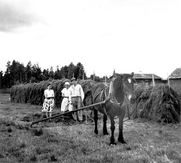 Familjen Stenberg i höstslåttern på 1940-talet.