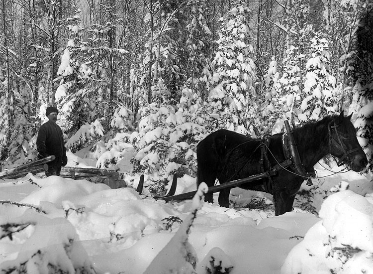 August Nyström, Bjursjön kör timmer, vintern 1930.