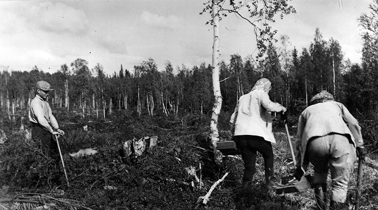 Skogsplantering 1950-talet.