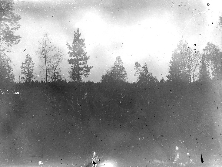 Skogsbrand Sotbränna, Ormsjö. Omkring 1920.