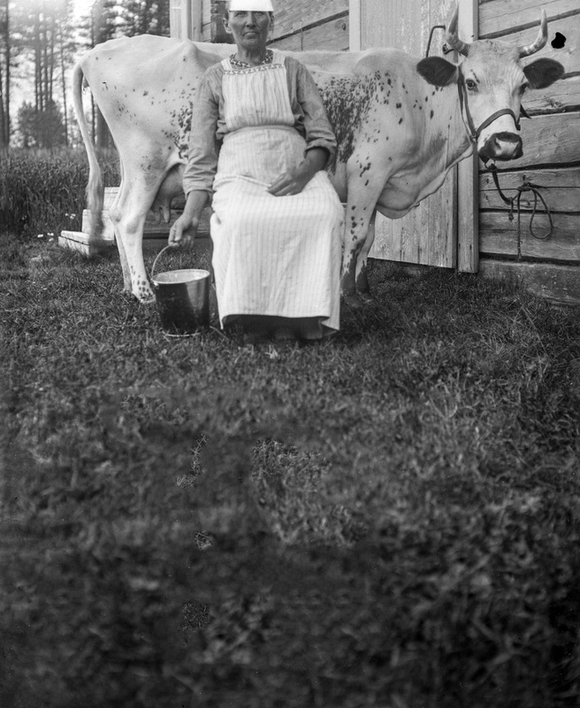Maria Jakobsson mjölkar kon Livros år 1932.