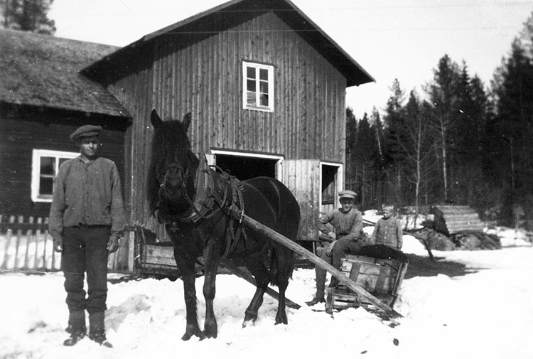 Einar Lindquist, hästen Pålle, Herbert och Hugo...