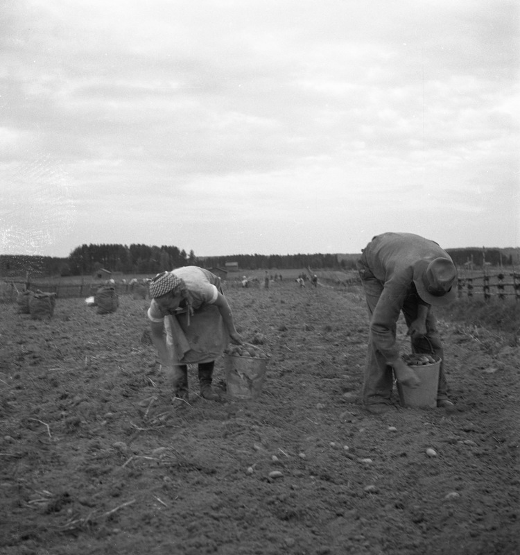 Potatisupptagning Kåge 1936
