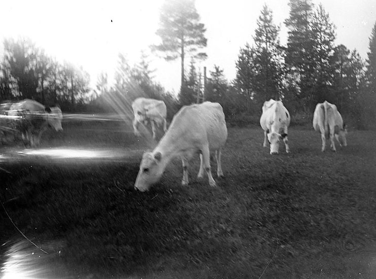 Kor på bete fotograferade 20/9 1921.