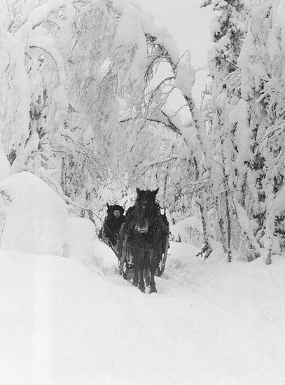 Hästdragen rissla i snötyngd skog. På väg till ...