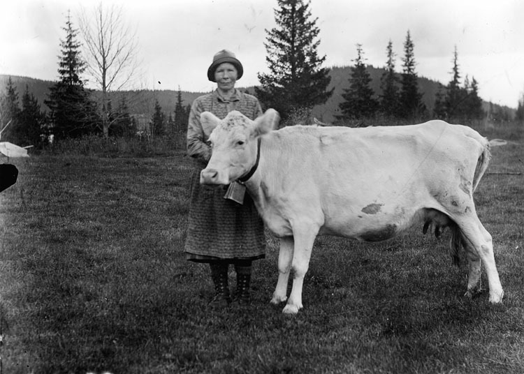 Karolina Österberg med sin sista ko.